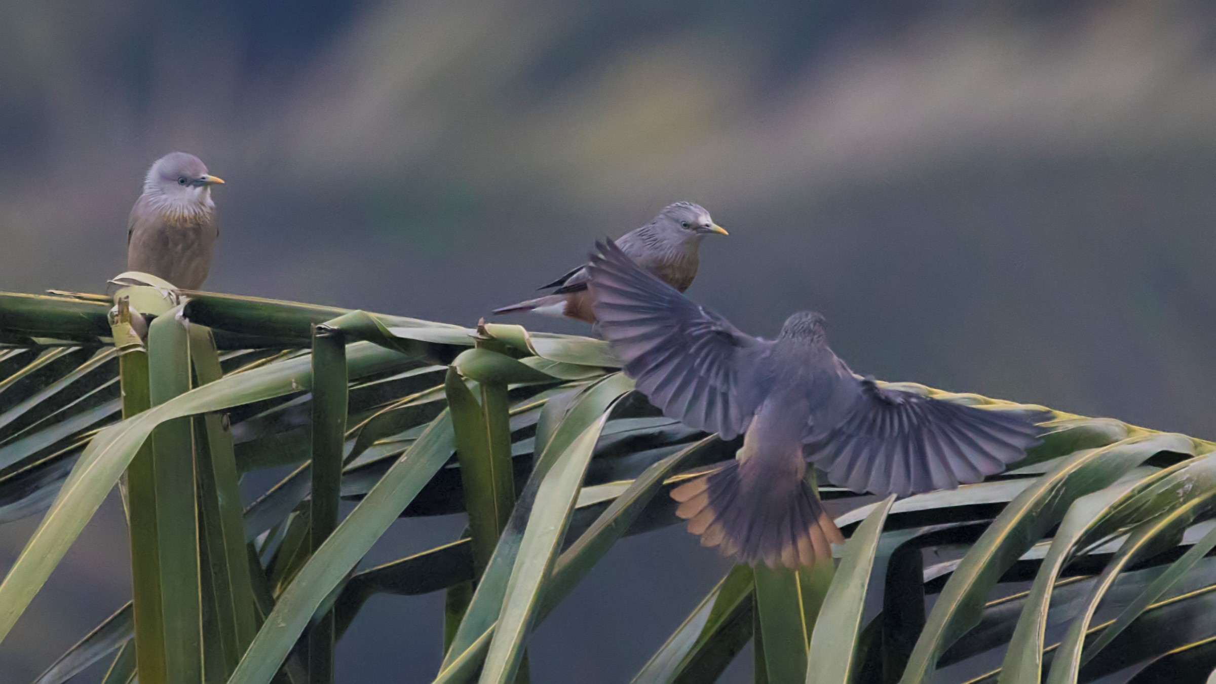 Chestnut-tailed Starling